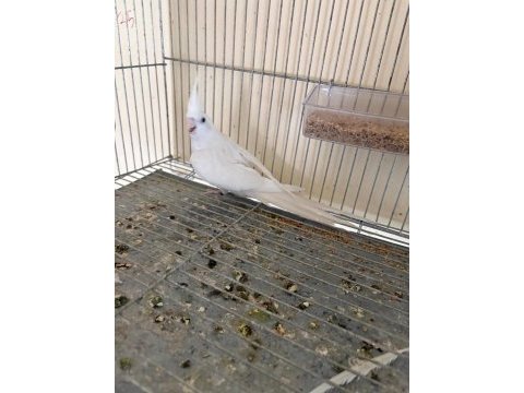 İkinci kuluçka hazırlığında kusursuz albino-wf takım sultan