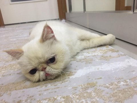 Dişi kedimiz mia yı sahiplendiriyoruz