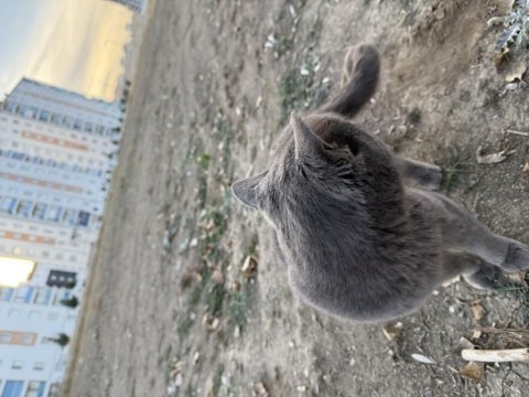 Ücretsiz sahiplendirme kedimiz