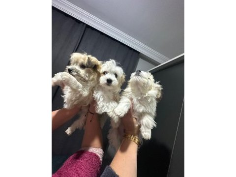Morkie yavrum 2 buçuk aylık