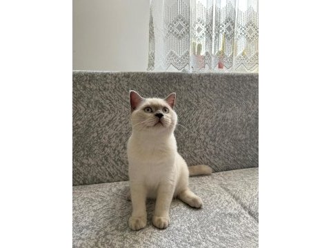 British shorthair yavrumuza yeni yuva arıyoruz