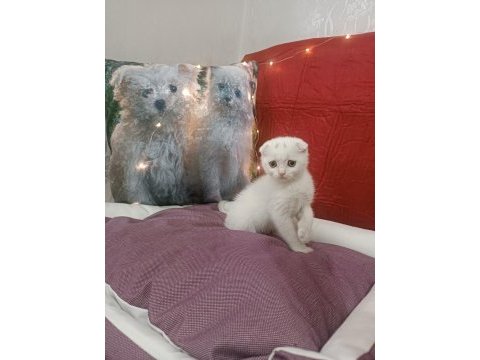 Kar topu scottish fold bebekler