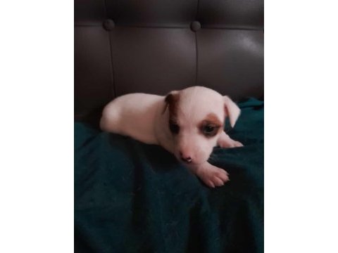 Jack russell kardeşler