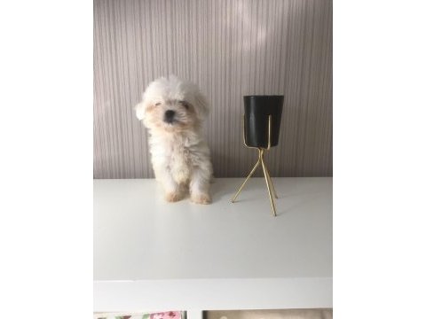 Mükemmel kalitede kore maltese bebeklerimiz