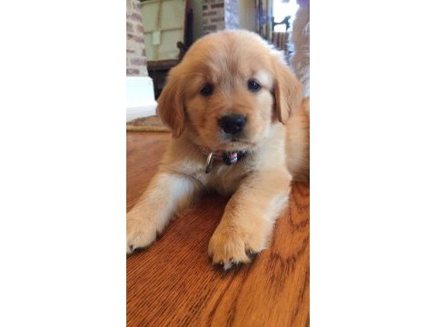 Golden retriever yavrularımız