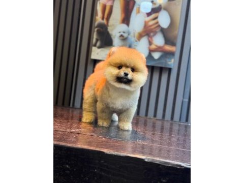 Sağlık ve ırk garantili pomeranian