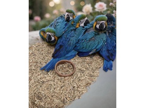 Yasal belgeli faturalı çipli macaw