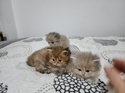 Yavru şecereli kediler
