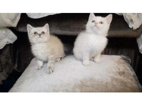 British shorthair erkek yavrular
