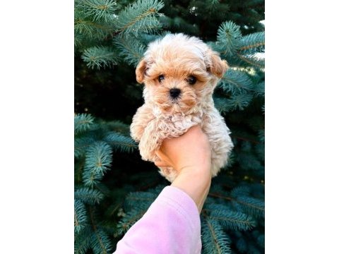 Kore maltipoo yavrular 