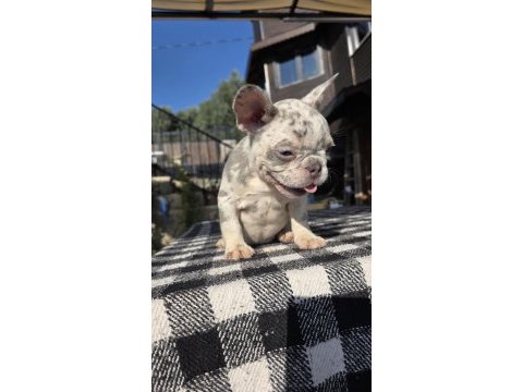 French bulldog köpeği