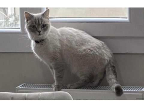 Dişi british shorthair colourpoint