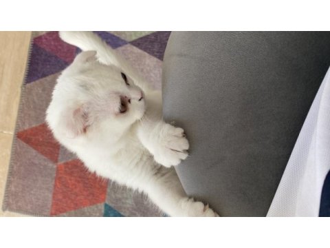 Beyaz scottish fold 3 aylık