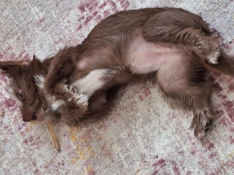 Ücretsiz sahiplendirme köpeğimiz