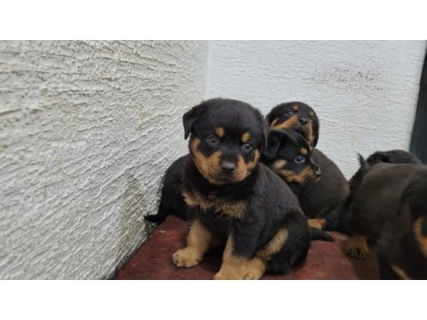 Rottweiler yavruları ırk garantilidir