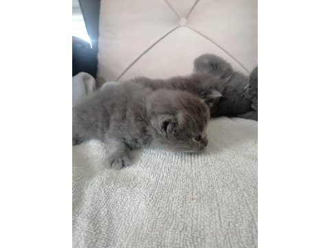 Scottish fold yavru antalya