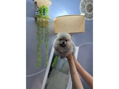 Pomeranian boo teddy bear yavrucuklar