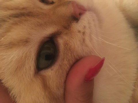 British shorthair 14 aylık kedimiz