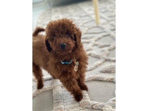Yakışıklı poodle oğlum pafi