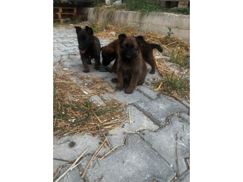 Belçika malinois köpeği