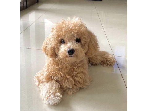 Orjinal toy poodle yavrumuz boi