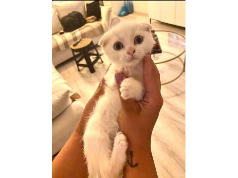 Scottish fold yavrular
