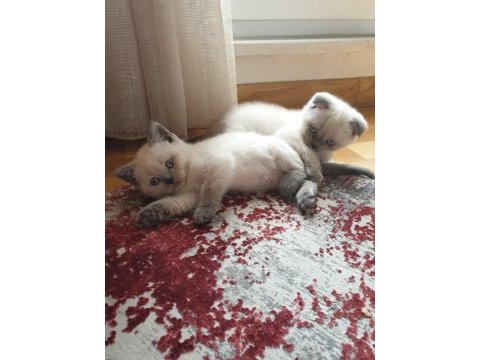 Scottish fold 2.5 aylık yavrumuz