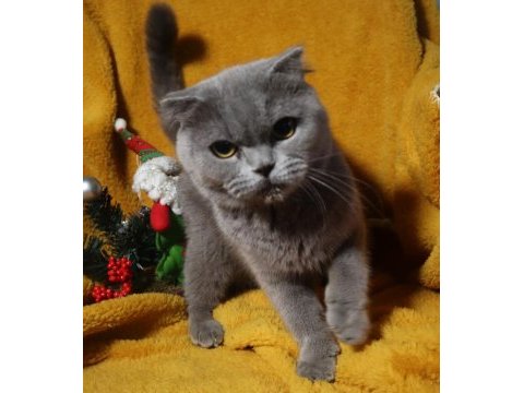 Blue renk scottish fold dişi yetişkin kısır değil