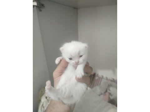 Blue point scottish fold