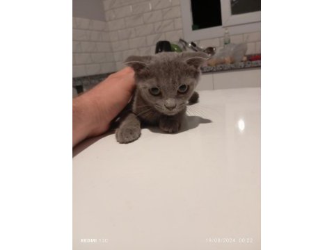 Scottish fold