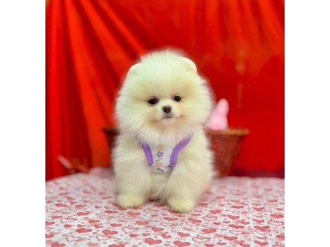 Safkan pomeranian boo yavrularımız