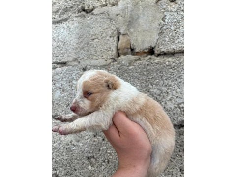 İki haftaya teslime hazır border collie yavrular