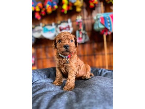 En akıllı apartman köpeği secereli toy poodle