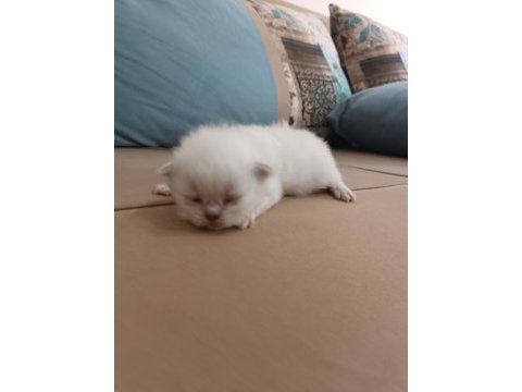 Safkan blue point 30 günlük beyaz british shorthair