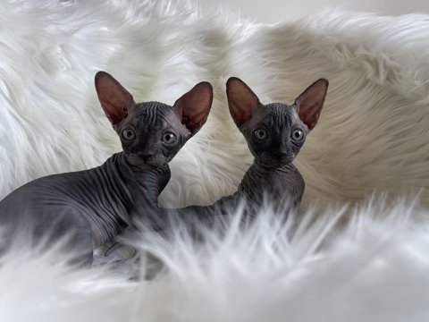 Sphynx sfenks tüysüz dişi erkek yavruları