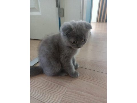 Yavru kediler sahiplendirilecek ihtiyacı olana