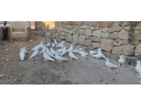 Arka tepe beyaz güvercin