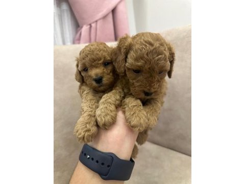Poodle köpekler satılıktır