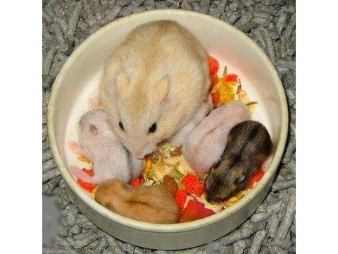 Aynı gün adrese teslim hamster yavru ve setleri