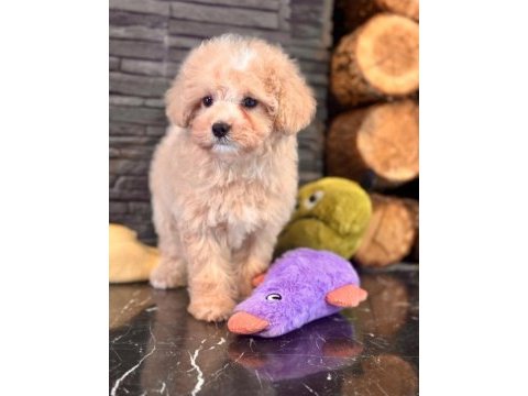 Teddy surat kore kan maltipoo yavrularımız