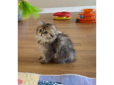 British longhair golden dişi