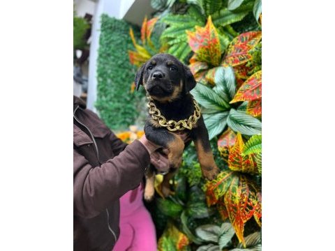 Üst düzey erkek koca kafa aşılı macar rottweiler yavrumuz