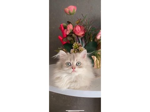 2,5 aylık secereli erkek british longhair