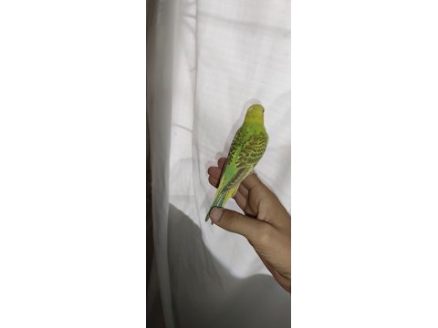 Ele kola alıştırmalık muhabbet kuşu yavru erkek