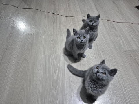 British shorthair yavrularımız