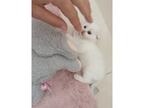 Beyaz scottish fold