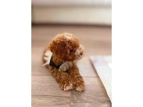 Orijinal teacup gerçek maltipoo