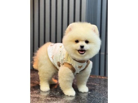Ayıcık pomeranian boo