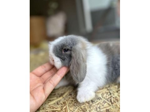 Hollanda lop tavşanı