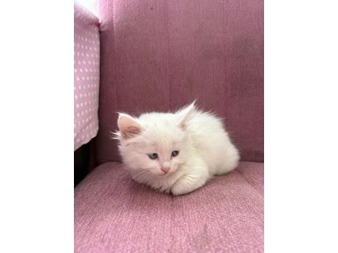 British longhair bebeklerimiz